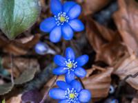 Leberblümchen Gruppe